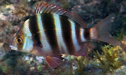 Diplodus cervinus_11.jpg